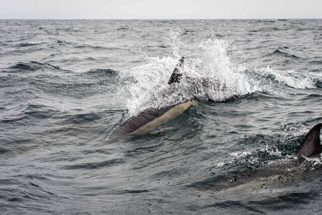 Dolphins breaching alongside the swimmer in open water
